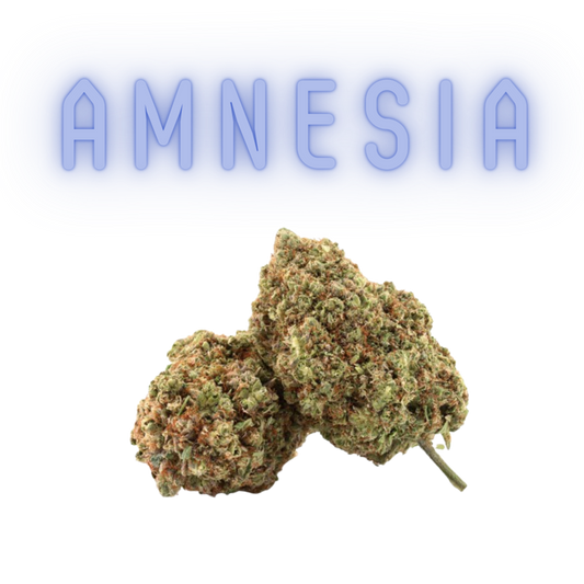 Los Greengos CBD - Amnesia Indoor